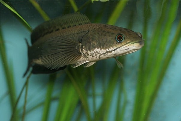 Yılan başlı Murrel (Channa striata)