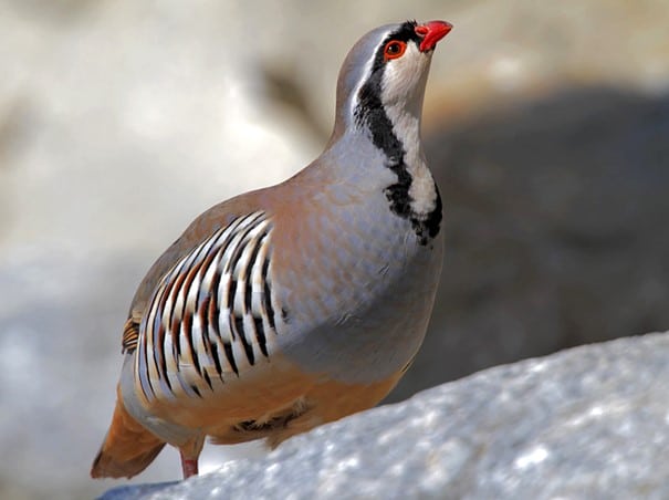 Rock Partridge