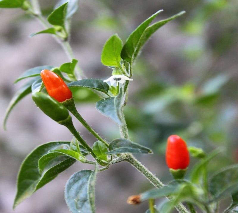 Pequin pepper, Capsicum annuum gabriusculum