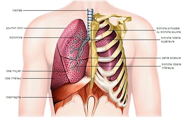 pulmones humanos