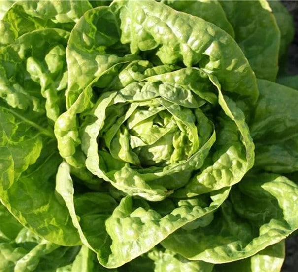 Salada loira preguiçosa gorda