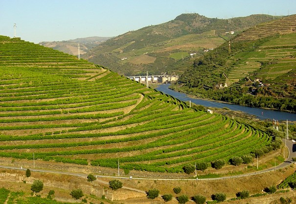 Vườn nho Thượng Douro