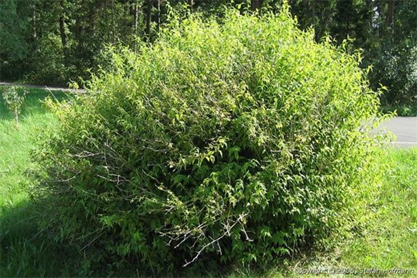 Shrub