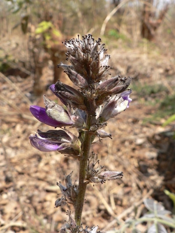 Eminia, Eminia holubii