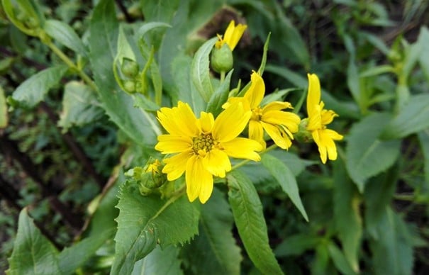 Niger, Guizotia abyssinica