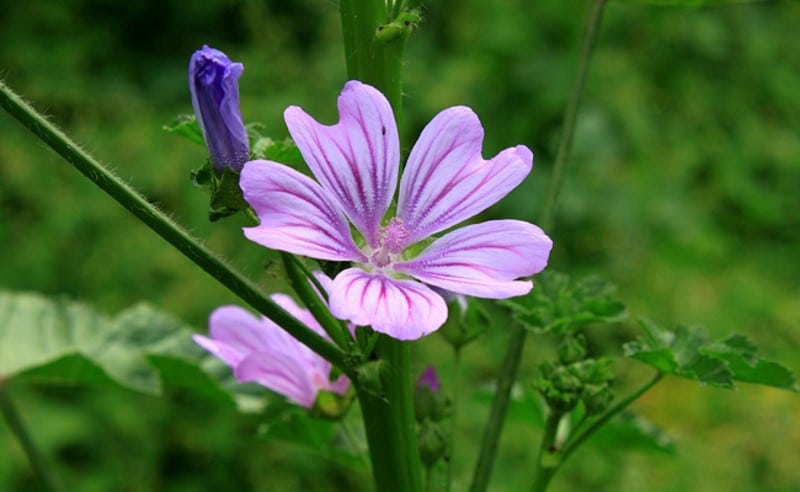 Mallow, malva sylvestris