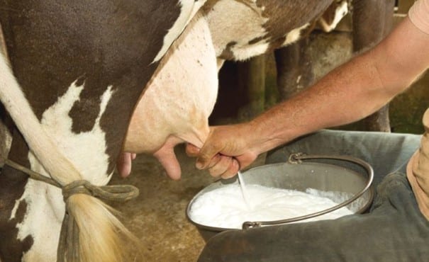 Manually milking a cow