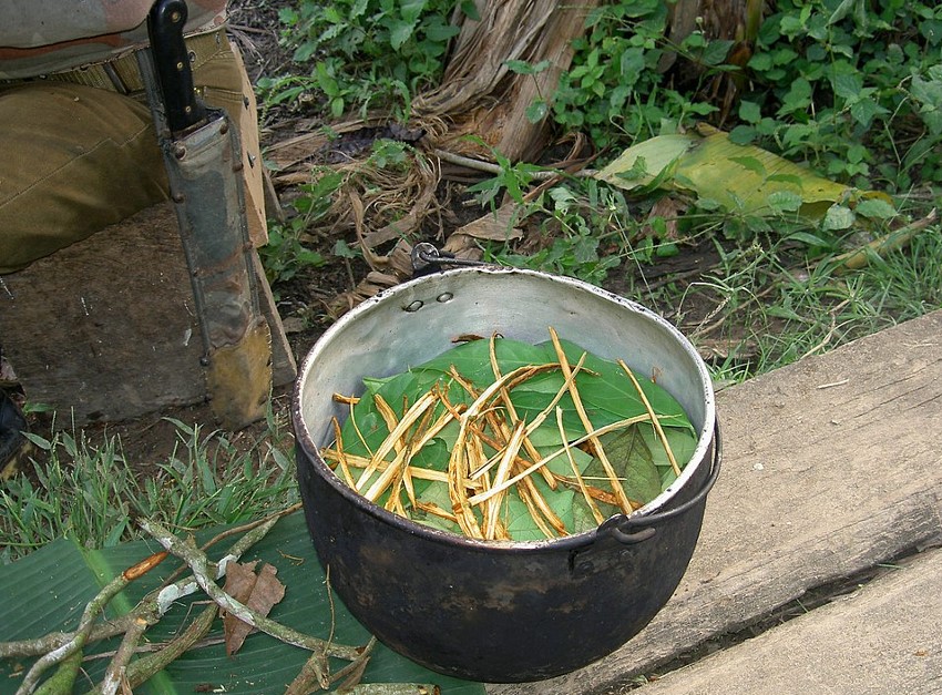 Preparation of ayahuasca in the province of Pastaza in Ecuador