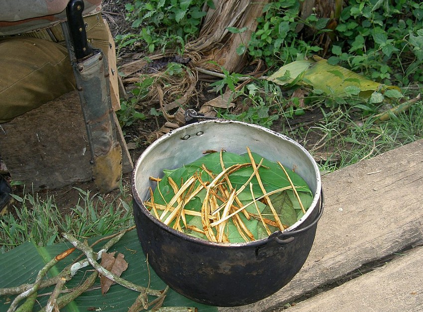 Paghahanda ng ayahuasca sa lalawigan ng Pastaza sa Ecuador