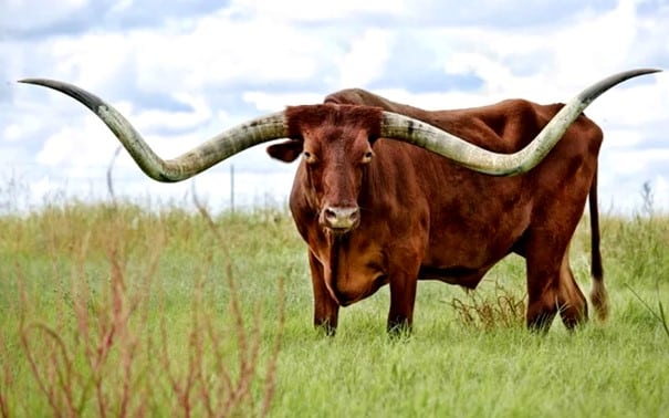 Carne Watussi (Bos primigenius taurus) da África Central com os chifres mais longos do mundo