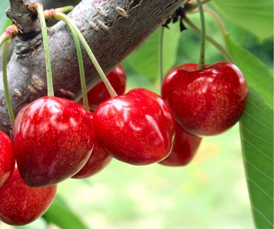 Cerezas corazón de paloma