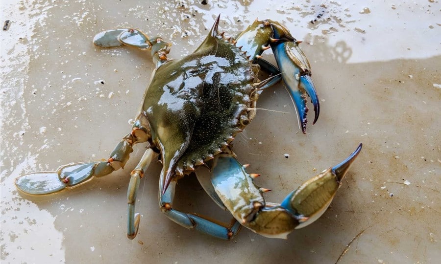 Crabe bleu