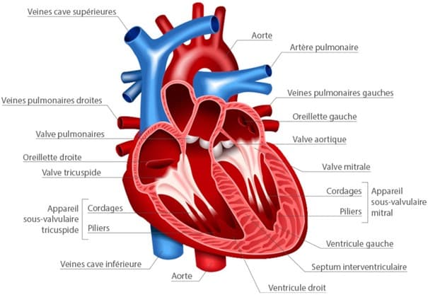 Schéma du cœur humain