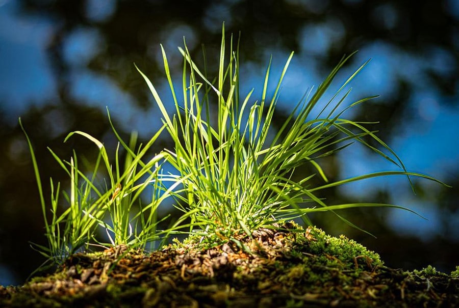 tufts of grass