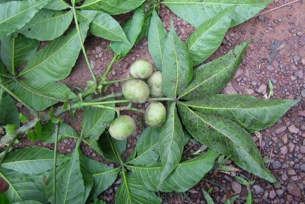 アクピ、ricinodendron heudoletii