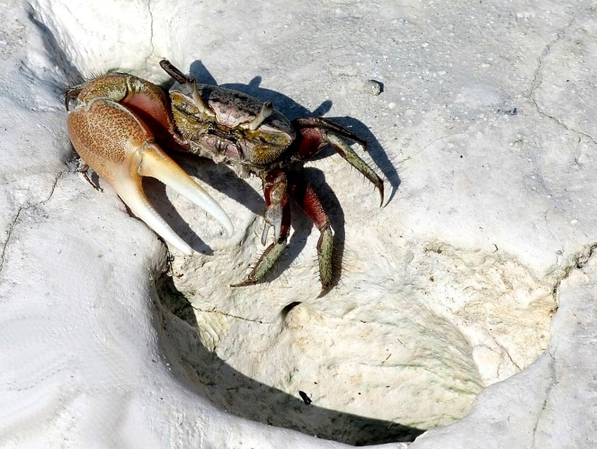 Crabe violoniste