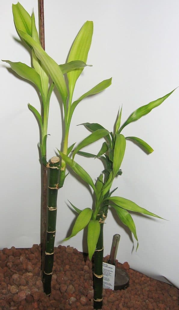 Dracaena braunii ou bambou porte-bonheur