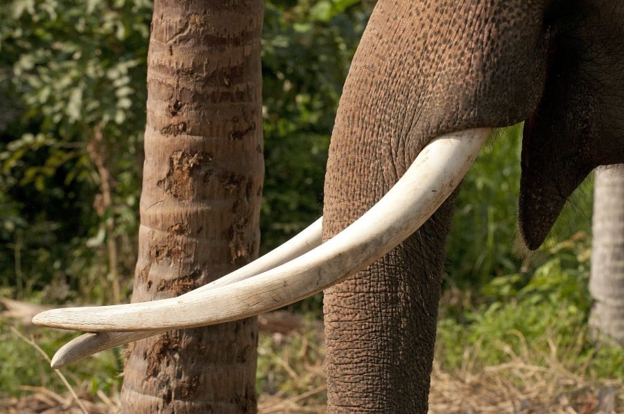 Colți de elefant fildeș