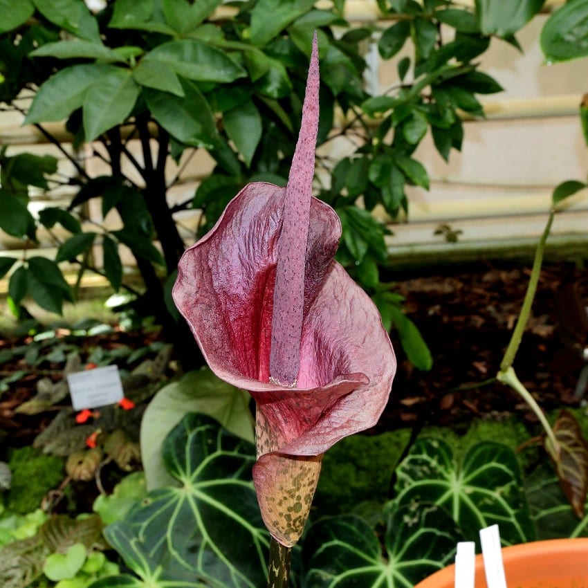 Konjac, Amorphophallus konjac