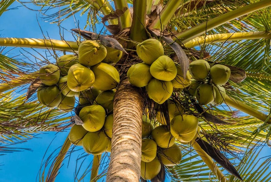 Noix de coco royales, Cocos nucifera