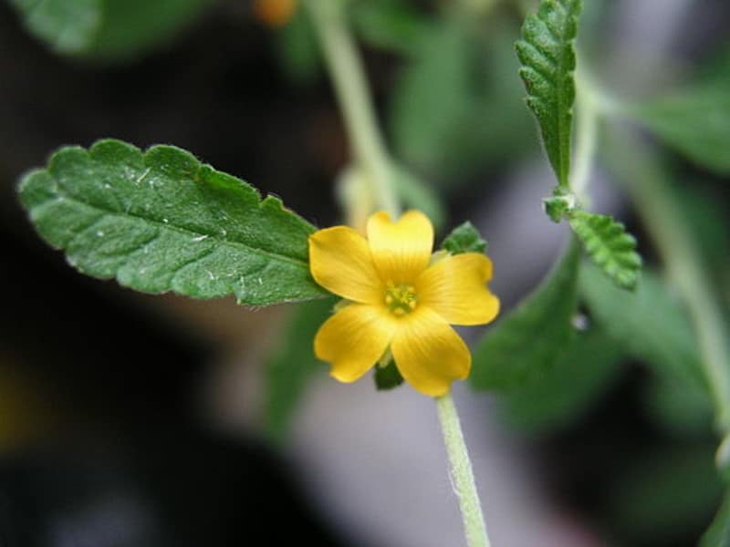 ダミアナの花