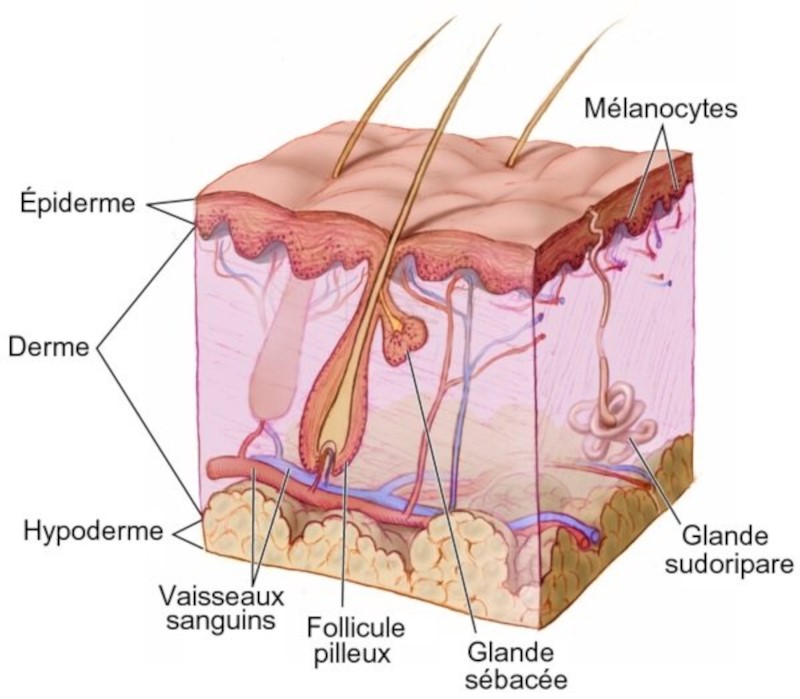 Schéma anatomique de la peau humaine