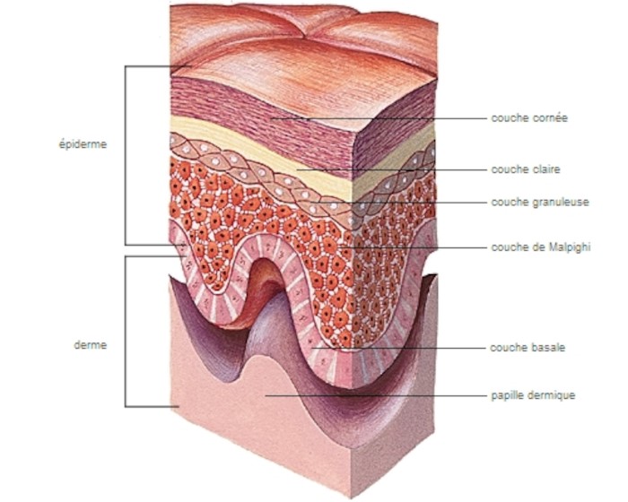 Diagrama de la epidermis humana.