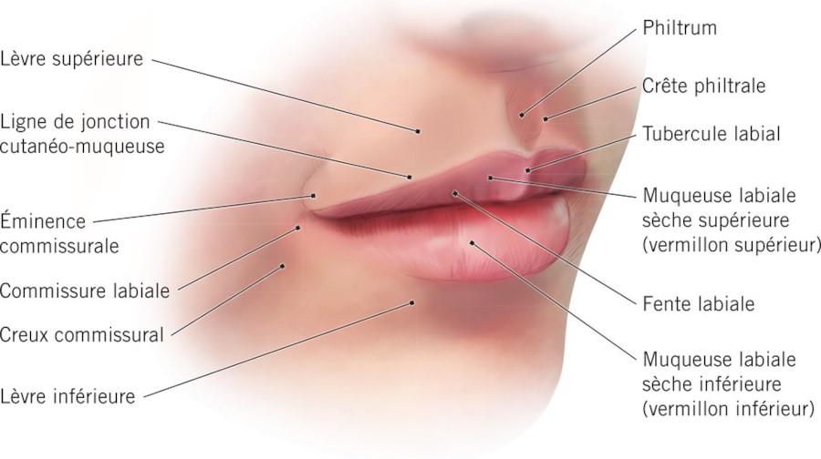 Anatomie des lèvres humaines