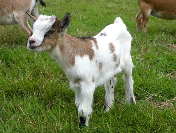 Cabrito