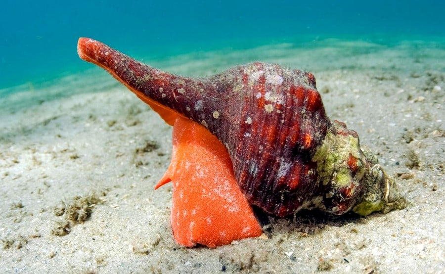 Conch