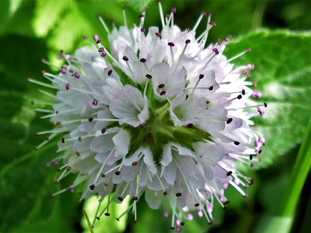 Estambres exertos de la menta de agua