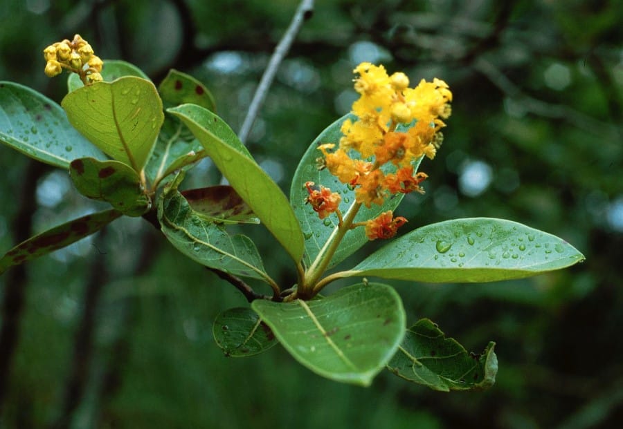 Moureiller en fleurs