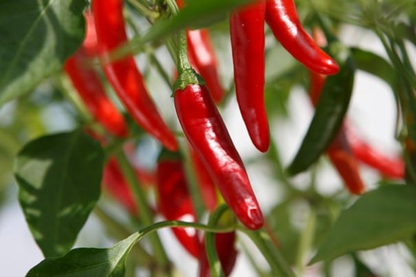 Piment Malaqueta