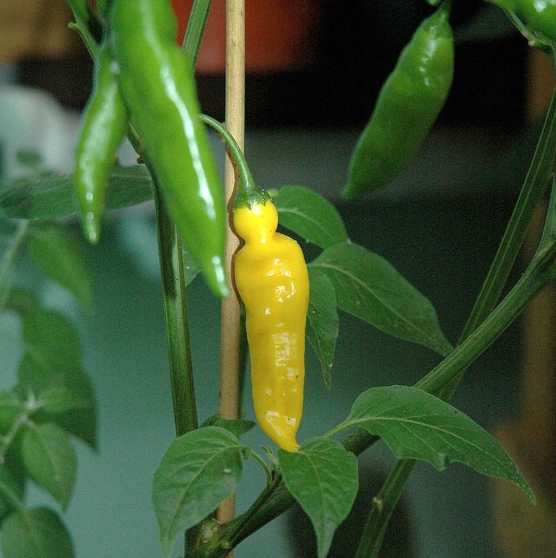 Piment amarillo, Capsicum baccatum