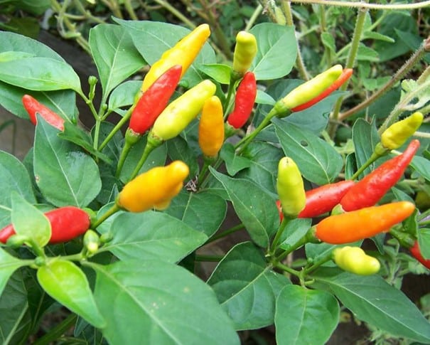 Pimienta de Tabasco