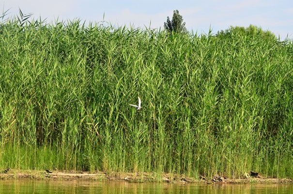 Reed bed