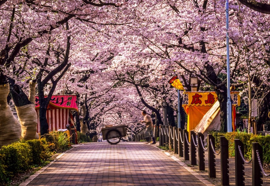 Cireșul înflorește primăvara în Japonia