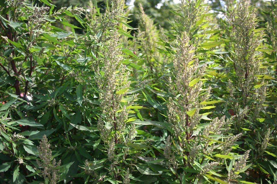 Huauzontle, Chenopodium nuttaliae