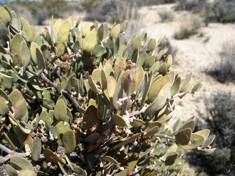 ojoba, Simmondsia chinensis