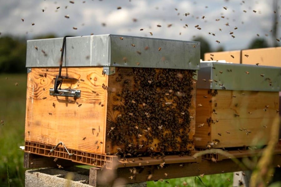 colmena y abejas