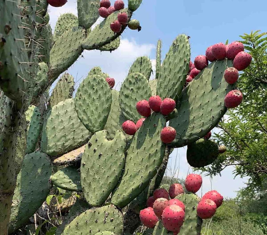 Xoconostle, Opuntia โจโคโนสเตล