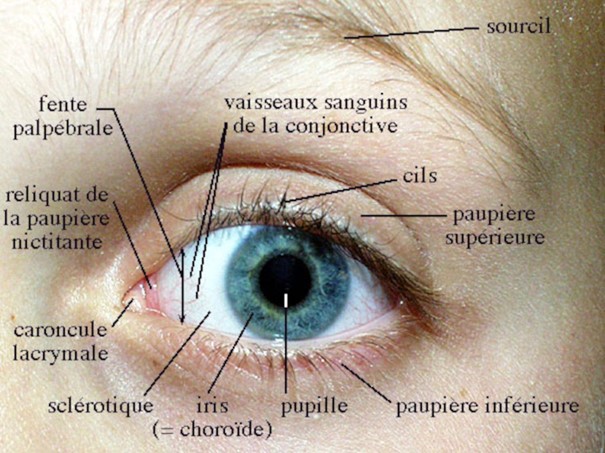 L’œil humain et ses deux paupières