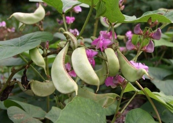 Kacang Boucoussou, Lablab niger