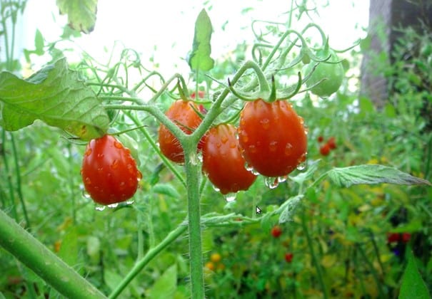 tomate uva