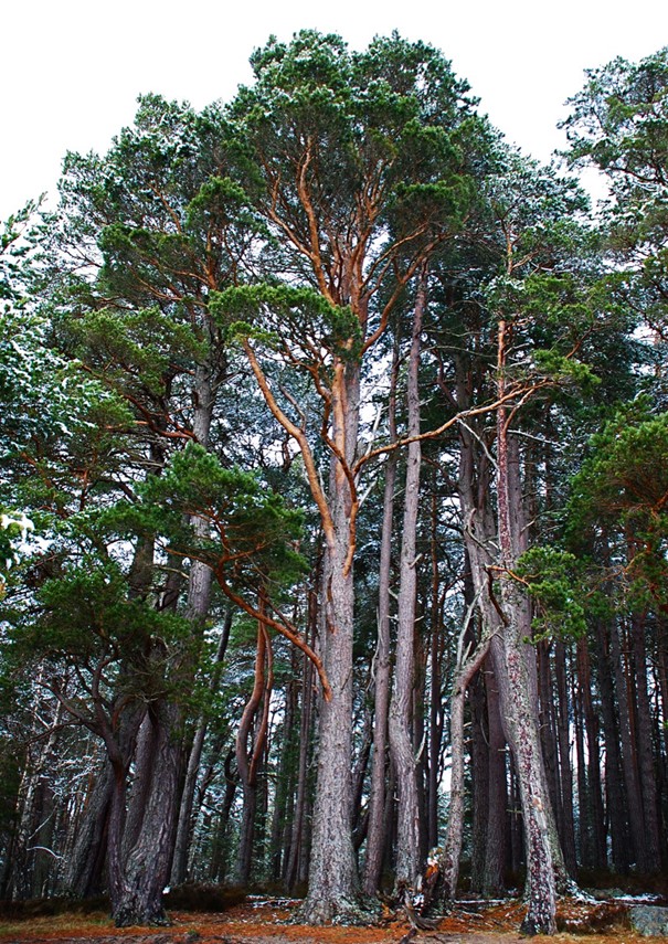 Pin sylvestre pinus sylvestris