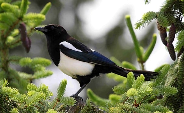 o magpie