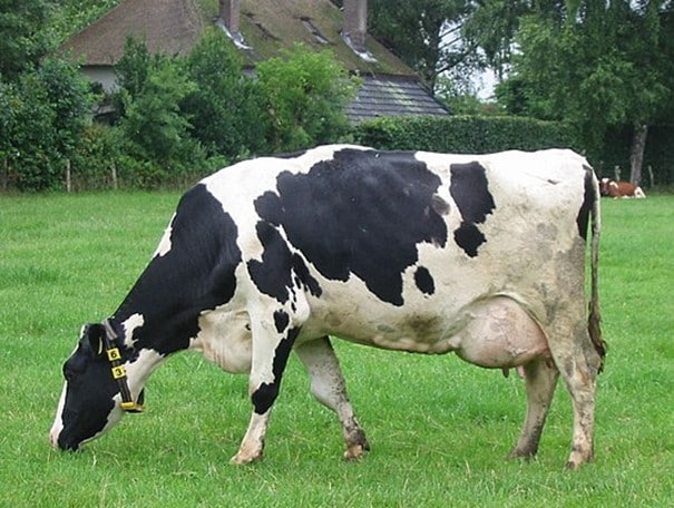 bò Holstein