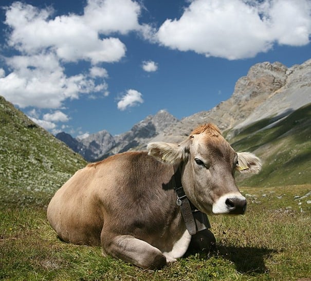 Brun ko i sin vagga i Engadin i östra schweiziska alperna
