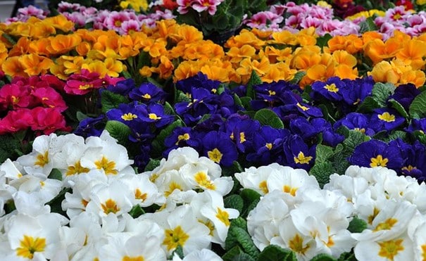 Bigarrure de primervères