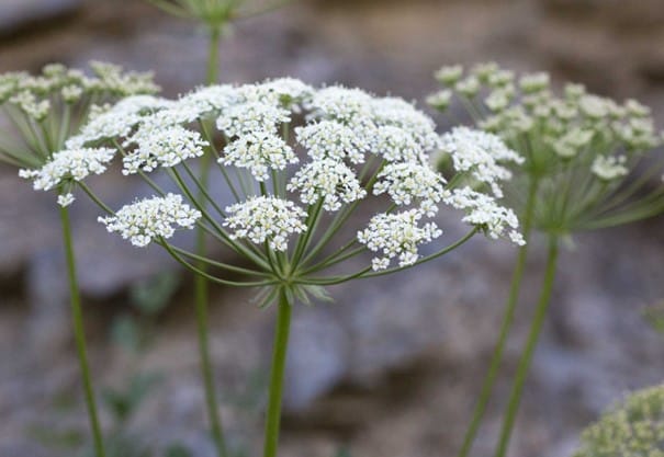 Ombellifères